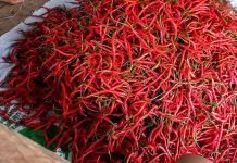 Krisis Cabai: Harga Meroket di Pasar Langgur Maluku Tenggara Pasar Langgur Kabupaten Maluku Tenggara menghadapi tantangan serius akibat melonjaknya harga cabai hingga mencapai Rp 200 ribu per kilogram.
