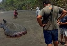 Hiu Paus Terdampar di Pantai Pekutatan Bali, Diduga Terkait Sampah Plastik Sebuah peristiwa langka terjadi di Pantai Pekutatan, Banjar Yeh Kuning, Desa/Kecamatan Pekutatan, Jembrana pada pagi Kamis, 2 November 2023. Seekor hiu paus, atau yang lebih dikenal sebagai hiu tutul, ditemukan terdampar di pesisir pantai tersebut.