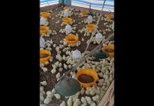 Masyarakat Cium Bau “Korupsi” Dana Desa Dahana Tabaloho Gunungsitoli Kontroversi mengepung Desa Dahana Tabaloho, Kecamatan Gunungsitoli, Kota Gunungsitoli, terkait pembagian bantuan bibit ayam kampung kepada Keluarga Penerima Manfaat (KPM).